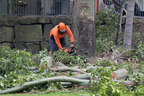 Trusted Tysons, VA Tree Service Experts